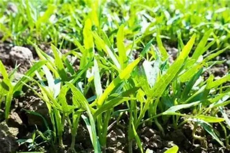 厕所里的氨气有毒么