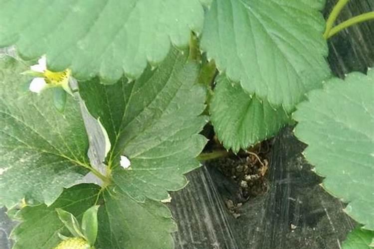 蒙力28能让果树生根吗