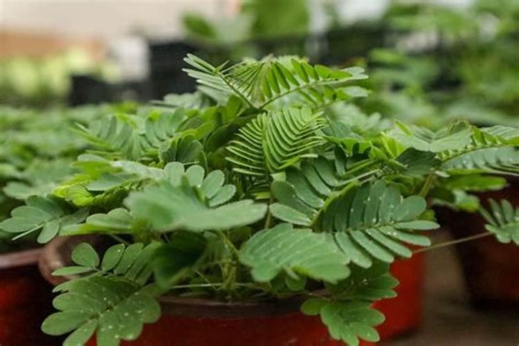 含羞草怎样养殖？