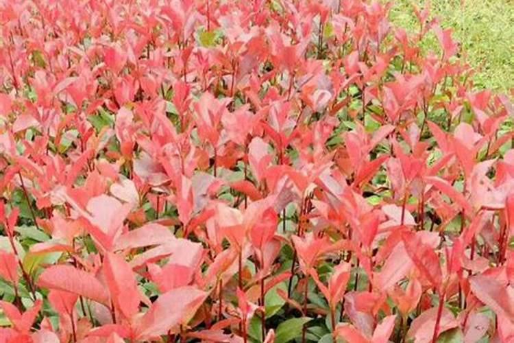 盆栽白菜花如何管理