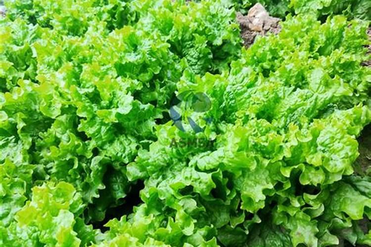 叶面肥可以提高蔬菜的抗病性吗？