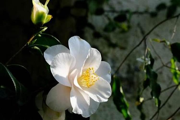 茶花要施什么肥