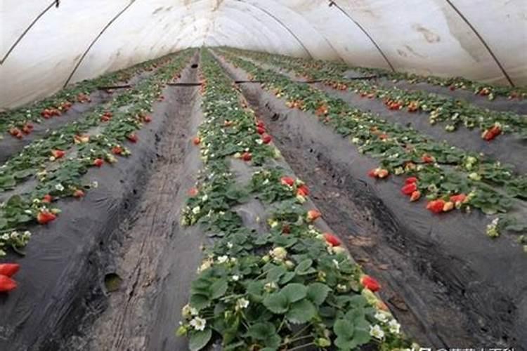 小麦底肥最佳配方