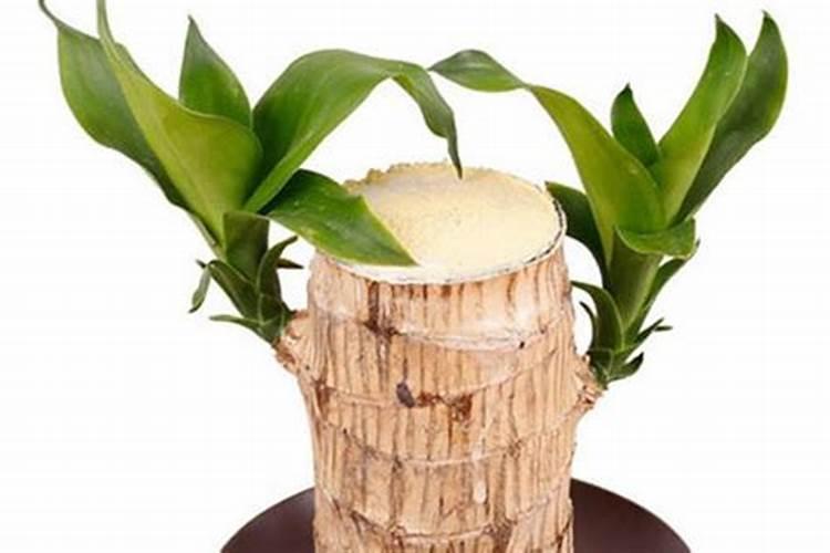 腐植酸肥料的作用和使用方法