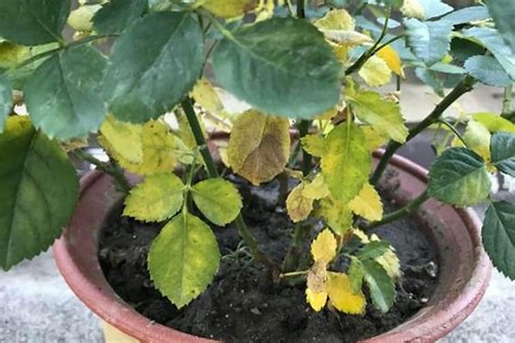 含镁食物有哪些