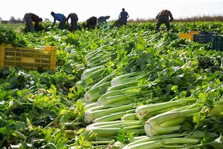 早熟禾种植草坪用什么叶面肥最好