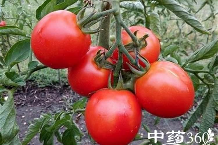 果树缺钙用什么肥料最适合