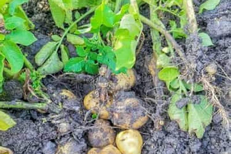 苹果树三月份施什么肥