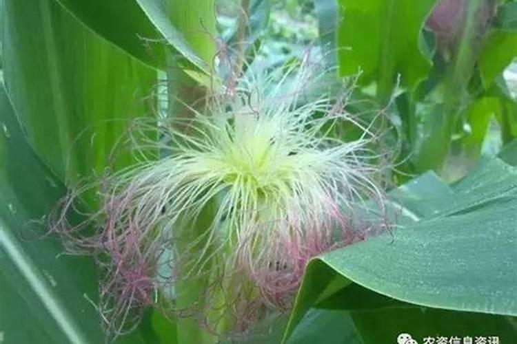芸苔素内酯玉米可喷几次