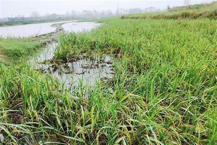 天然的氮磷钾肥有哪些
