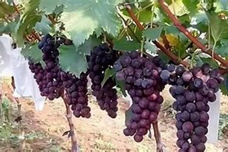 土壤中氮肥过多怎么办？