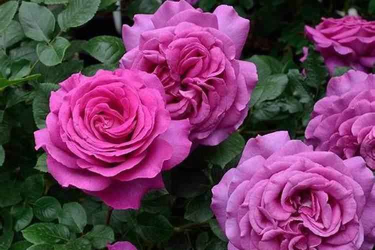 月季开花用什么肥