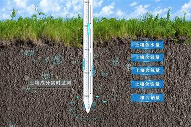 月季冒芽点了要施肥吗