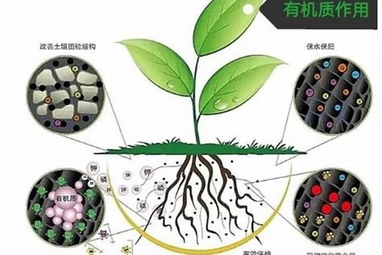 硝酸铵施什么肥