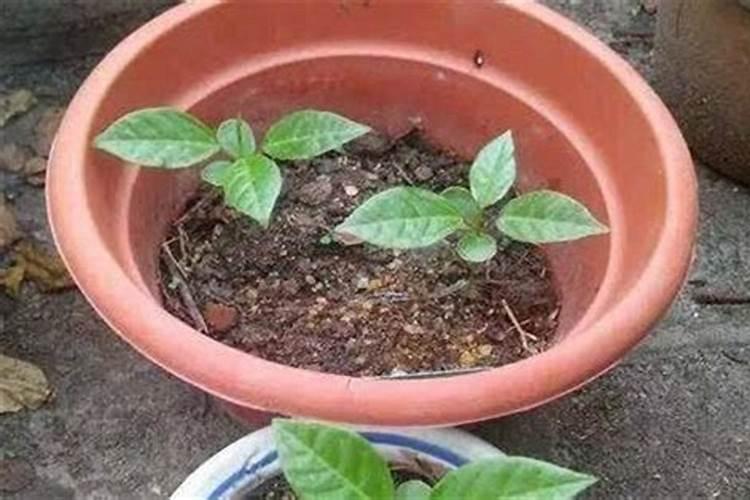 小麦什么时候喷芸苔素 如何喷施效果好