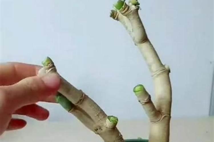 棕树施肥的方法