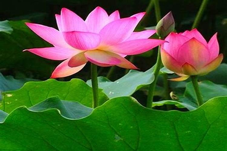 砂糖橘开花用什么药水？
