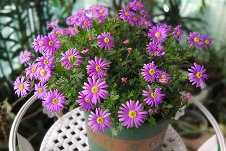 金银花用什么叶面肥好