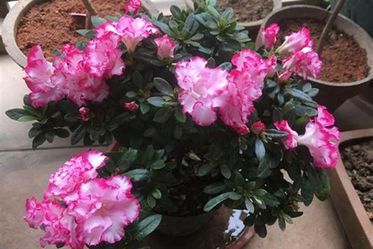 杜鹃花花期能施肥吗