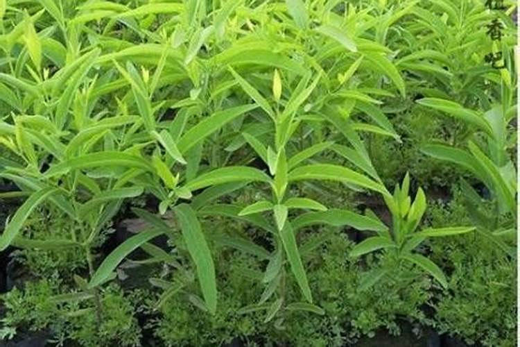 虾塘颤藻用什么可以杀