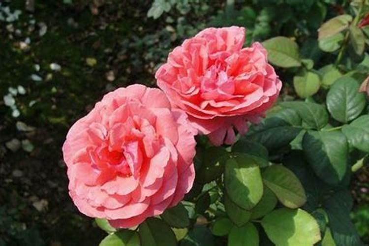 返青水什么时候浇好