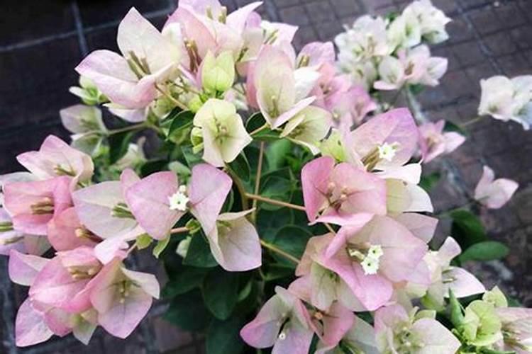 魔芋出苗后施什么肥