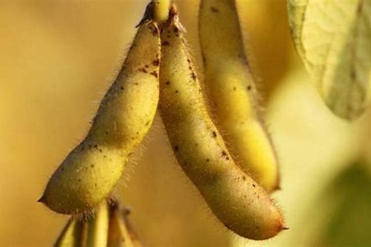 大豆荚宝宝在开花期能不能喷叶面肥