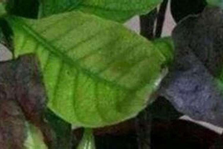 黄腐酸钾的使用方法