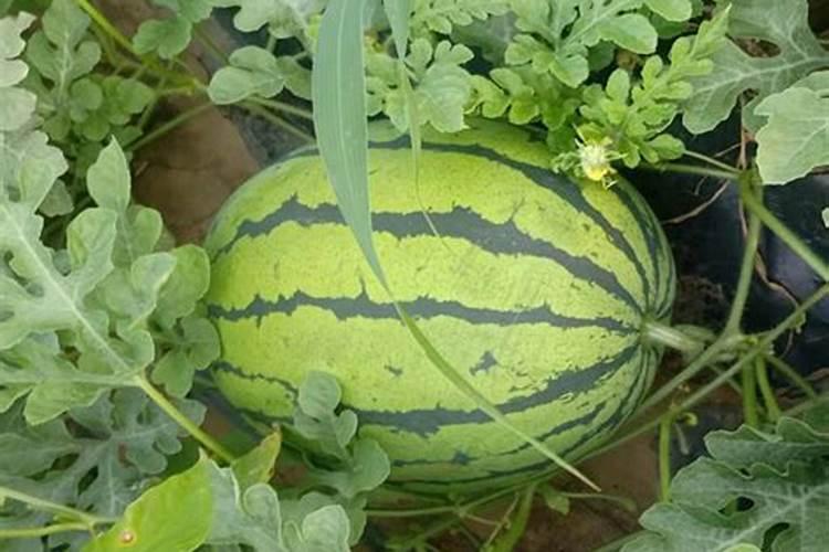 西瓜快要成熟厚皮怎么处理