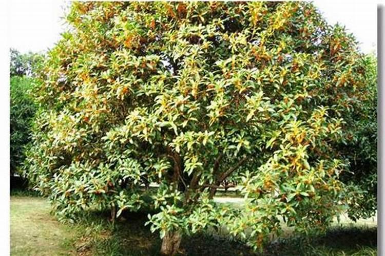 谁能说说阳台茄子的种植方法是什么？阳台可以种植什么？