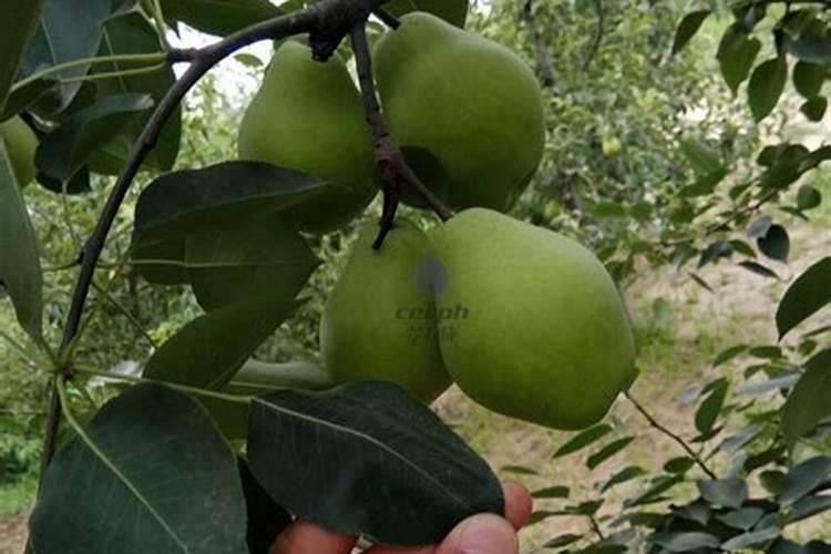 在云南有机肥销路怎么样