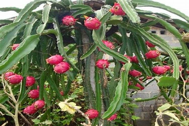 法国香水茉莉的施肥方法