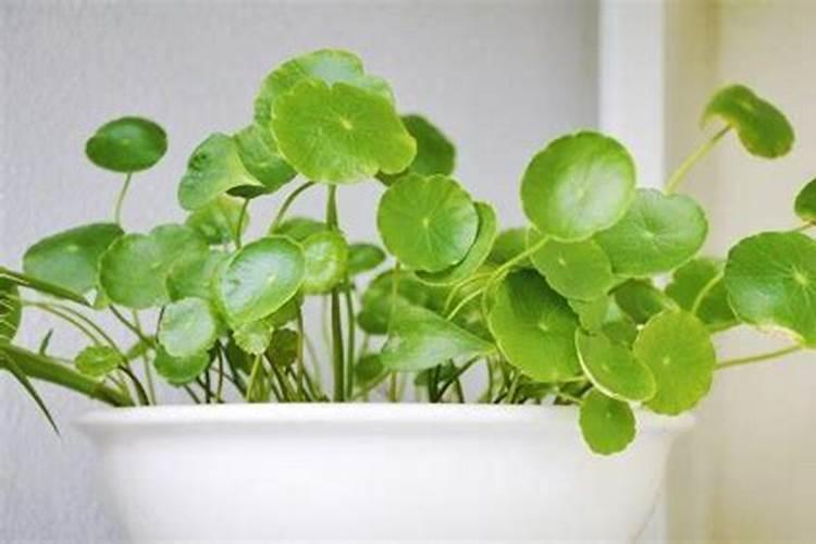 天然的磷钾肥有哪些