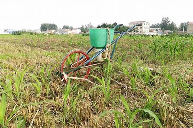 玉米中后期不追尿素可以喷液体氮肥代替吗