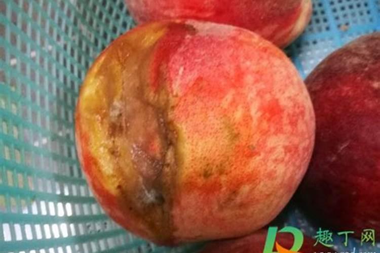 烂水果可以发酵做肥料吗
