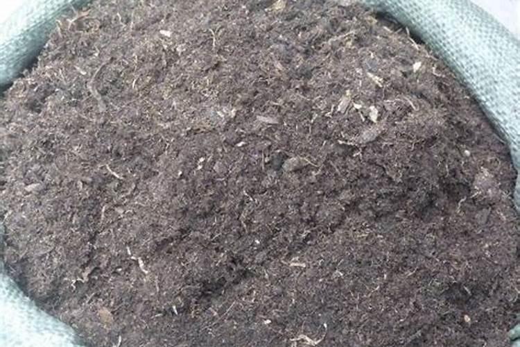 菠萝蜜树怎么种