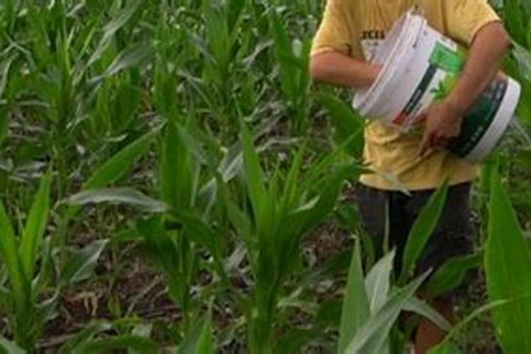 玉米种植每亩地需要多少斤底肥(播种玉米一大亩的底肥量)