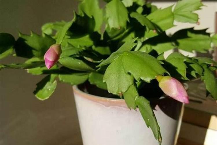 所有人都在追求健康,硅素对人体有什么作用？