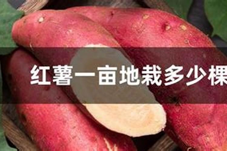 槟榔底肥如何施肥最好呢？