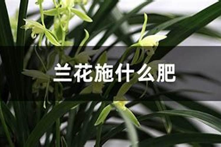 莲藕用什么肥料会白 肥料多了会不会坏掉