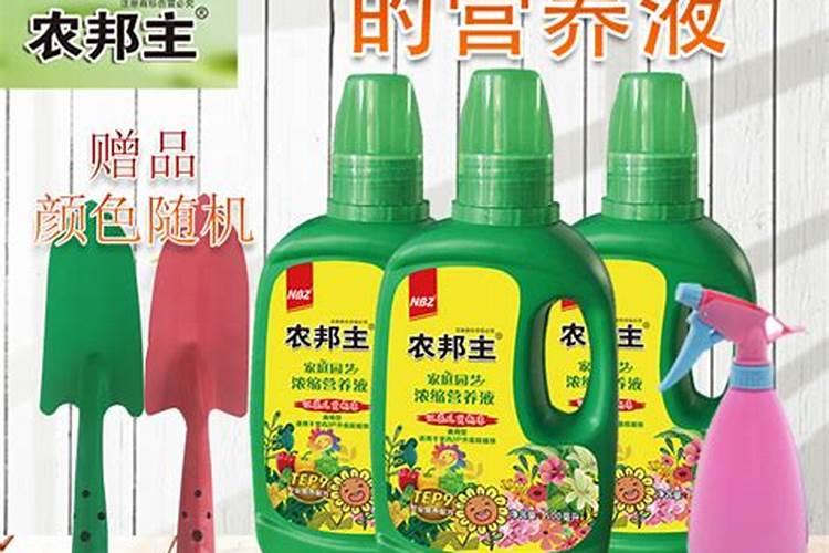 铁皮石斛浇什么肥合适？