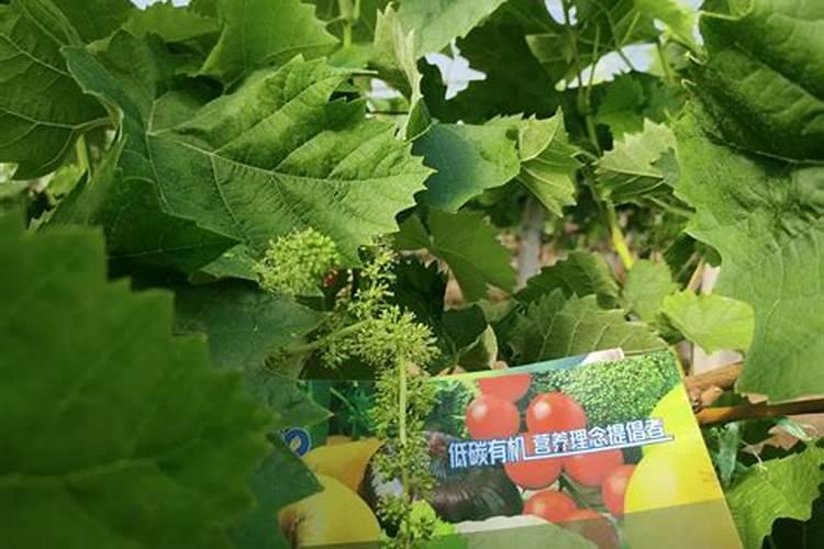 阳光玫瑰葡萄不用水溶肥可以吗？