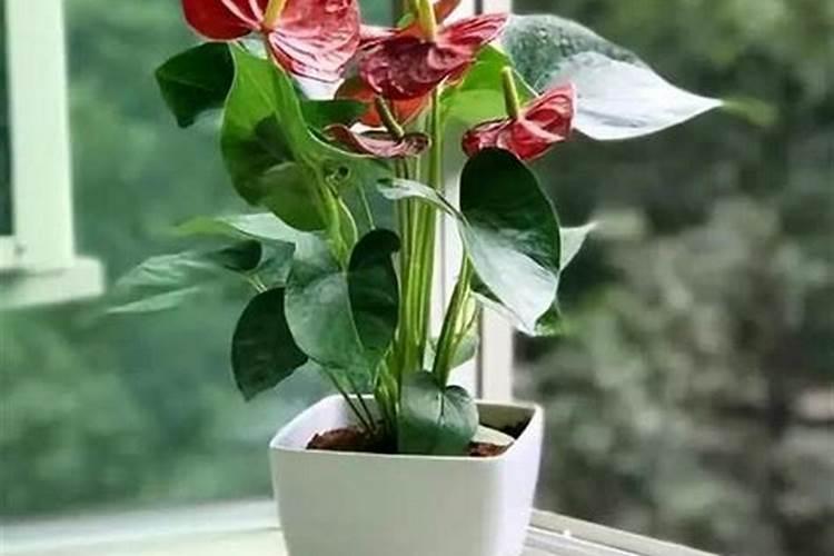 养长寿花、蟹爪兰,如何自制花肥让花开一茬接一茬？