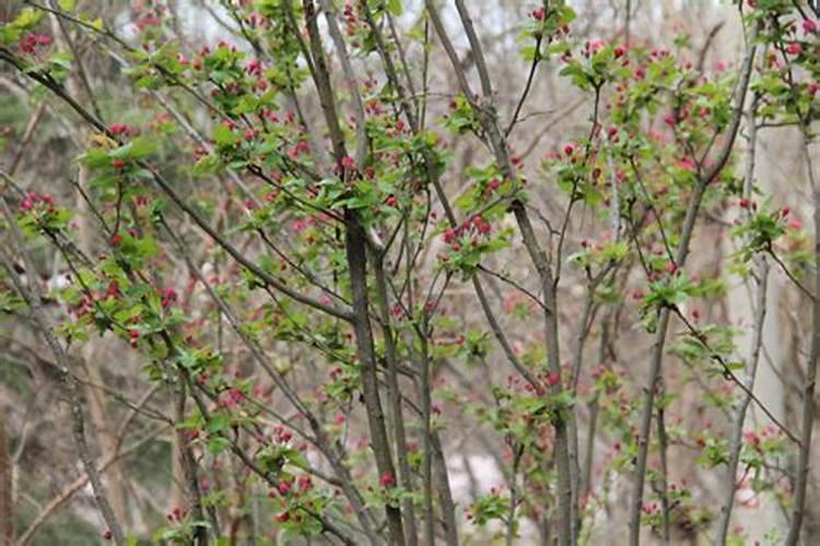 木本海棠如何施肥