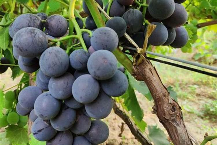 草莓什么时候打叶面肥？草莓叶面喷什么好？草莓膨果增甜叶面肥“金泰靓...