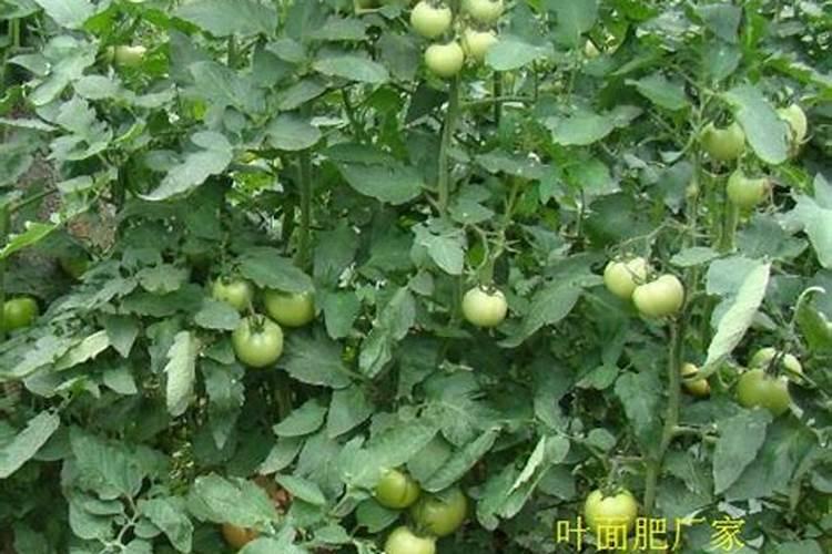 小番茄喷施什么叶面肥,生根快？