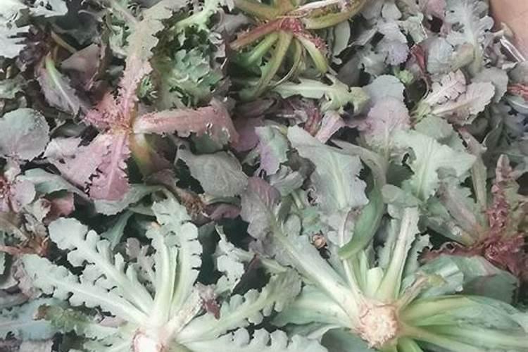 大黑灌冲施肥哪里有卖