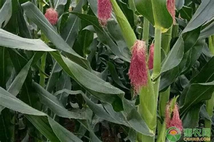 玉米专用肥氮磷钾含量