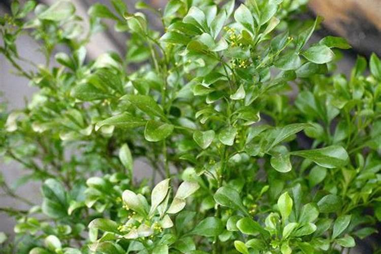 米兰最好的肥料是什么？