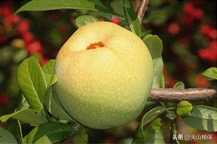狗牙根草籽什么季节播种